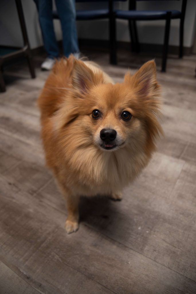 dog international health certificates fort myers