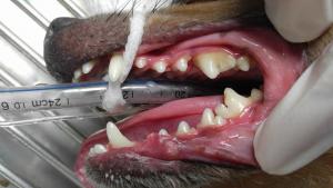 dog teeth after professional cleaning at Animal Medical Center of Lehigh Acres