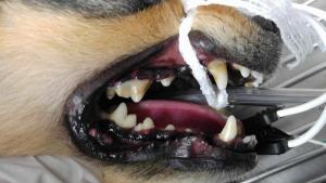 canine level 2 dental disease before treatment in Lehigh Acres FL